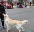 TULOKSET. KEHÄ 1 Siv Sandø, Norja. Urokset, pennut 5-7 kk Dogs, puppies 5-7 months. Urokset, pennut 7-9 kk Dogs, puppies 7-9 months