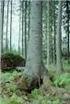 METSÄTEHO REPORT. Barking of Birch and Spruce Pulpwood. by Bark- King Barker. Jaakko Salminen