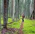 METSOn tavoitteena on turvata suomalaisen metsäluonnon monimuotoisuus