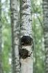 Etelä-Suomen metsien monimuotoisuusohjelma Metso. Mikko Kuusinen Ympäristöministeriö