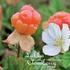 Lakka Cloudberry. Rubus chamaemorus