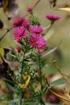 EURO 361 Erilaista Perennaa ACHILLEA FILIPENDULINA 'PARKER S VARIETY'