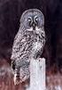 On the occurrence of the Great Grey Owl (Strix nebulosa) in Finland