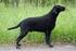ARISTOCURL S FOXY LADY