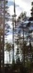 WWF Suomen lausunto luonnoksesta valtioneuvoston asetukseksi metsien kestävästä hoidosta ja käytöstä