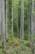 3479 Hieskoivu, haapa ja leppä energiapuuna: kasvatus, korjuu ja ominaisuudet. Deciduous trees as energy wood: growing, harvesting and quality