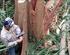 RFID Technology for the Forest Industry
