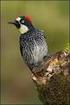 Ethological observations on wintering woodpeckers, with special reference on the interactions between different species