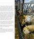 Palkkiot ja Eläinten hyvinvointikorvaus lampaille ja vuohille Kotieläintuki-info