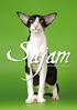 Sisällys Kannessa. Siam-Orient kissayhdistys ry:n jäsenlehti